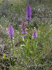 Gymnadenia borealis