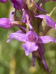 Gymnadenia borealis