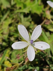 Geranium asphodeloides