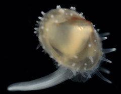 Scintilla violescens
