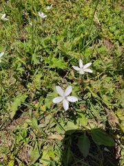 Geranium asphodeloides
