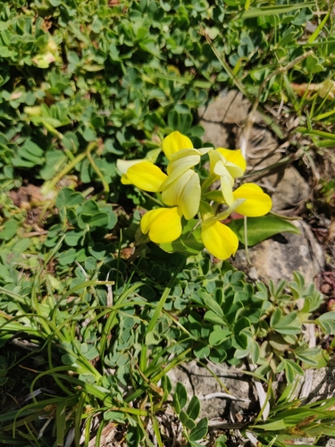 Coronilla orientalis, photograph 5