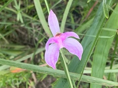 Calopogon