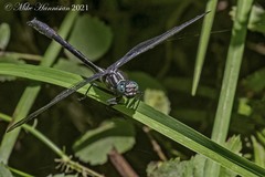 Stenogomphurus rogersi