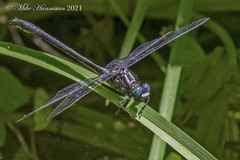 Stenogomphurus rogersi