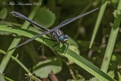 Stenogomphurus rogersi