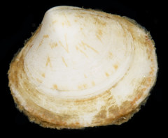 Pitar