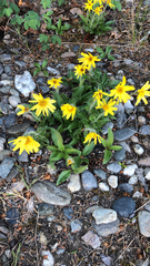 Arnica angustifolia