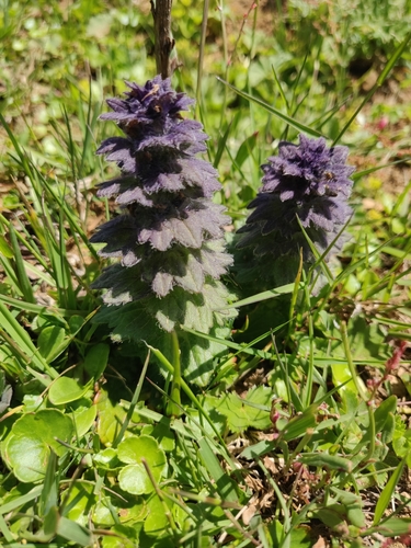 zbehovec ihlanovitý (Ajuga pyramidalis)