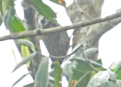 Chloropicus xantholophus