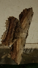 Lytrosis