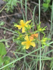 Hypericum cistifolium