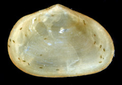 Mesodesmatidae