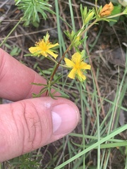 Hypericum cistifolium