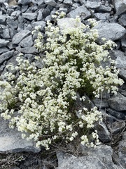 Galium sterneri