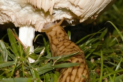 Polytoxon robustum