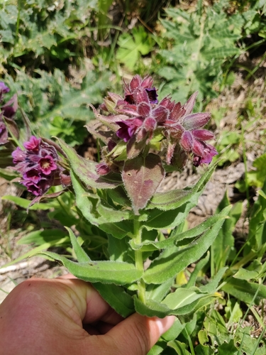Boražinovke (Boraginaceae)
