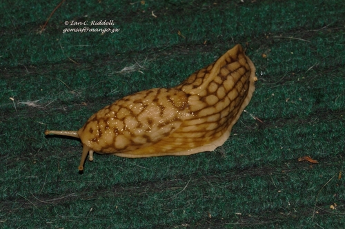 Polytoxon robustum
