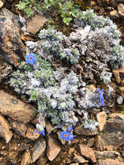 Eritrichium aretioides