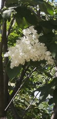 Syringa reticulata