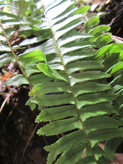 Nephrolepis rivularis