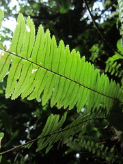 Nephrolepis rivularis