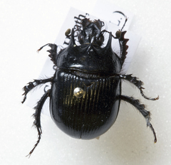 Typhaeus typhoeus