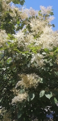 Syringa reticulata