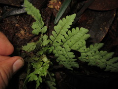 Triplophyllum dicksonioides