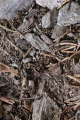 Sittisax saxicola