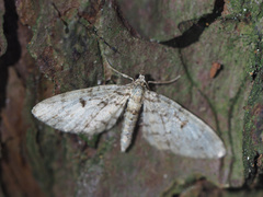 Eupithecia tantillaria