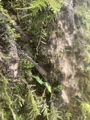 Coenagrionidae