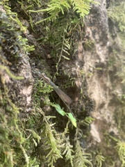 Coenagrionidae