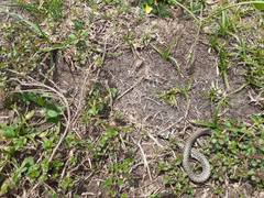 Natrix helvetica sicula