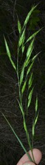 Bromus racemosus