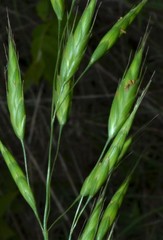Bromus racemosus
