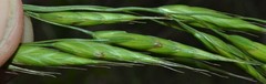 Bromus racemosus