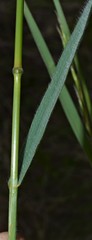 Bromus racemosus