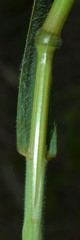 Bromus racemosus