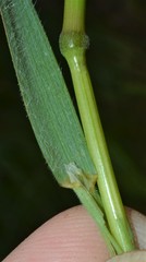 Bromus racemosus