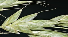 Bromus racemosus