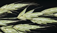 Bromus racemosus