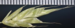 Bromus racemosus