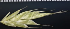 Bromus racemosus