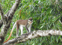 Cercopithecus ascanius whitesidei