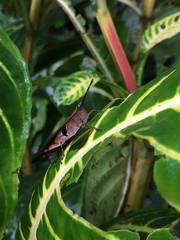 Xiphiola cyanoptera