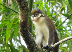 Cercopithecus ascanius whitesidei