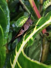 Xiphiola cyanoptera