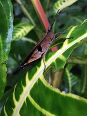Xiphiola cyanoptera