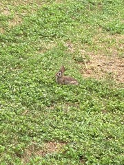 Sylvilagus floridanus